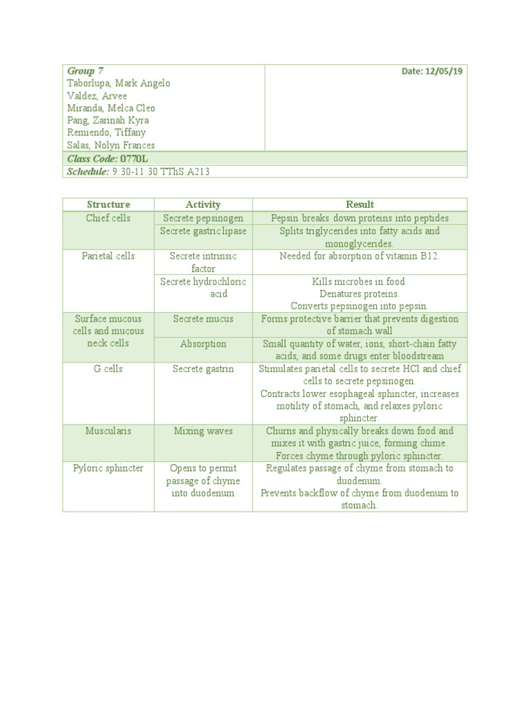 Digestive Activities in The Stomach | PDF