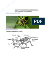 Clasificación y Habitos Alimenticios de Los Insectos