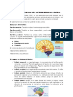 Estructura y Funcion Del Sistema Nervioso Central