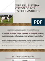 Fisiología Digestivo Poligastricos 2