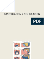 9.- Gastrulacion y neurulacion