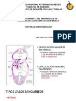 15 Cardiovascular - Aula Virtual MODIF PDF