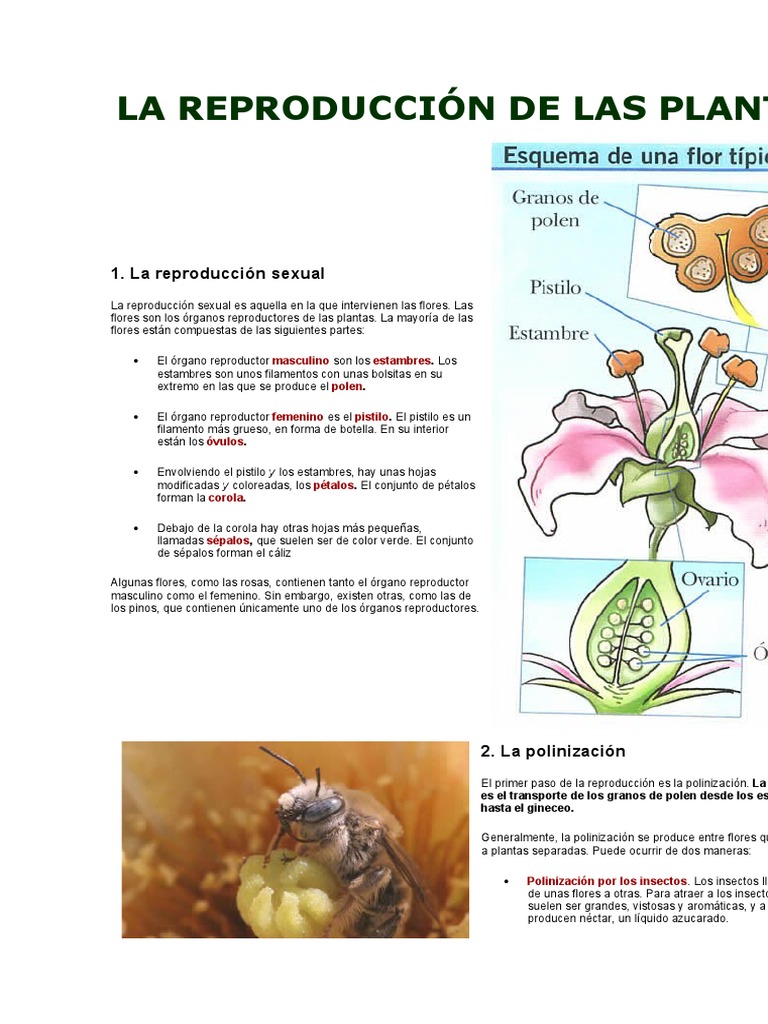 La Reproducción de Las Plantas | PDF | Flores | Reproducción