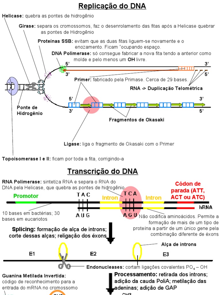 Replicação e Transcrição do DNA | Replicação de DNA | DNA