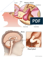 ENDOCRINE GLANDS