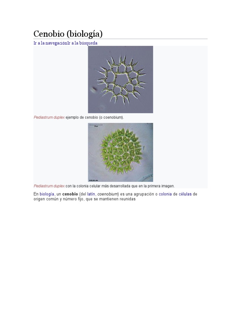 Cenobios: Biología y Ejemplos de Algas | PDF