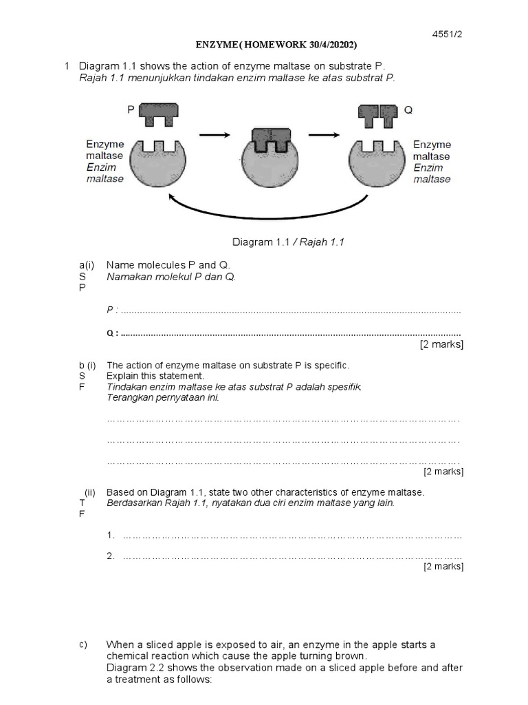 Enzyme Homework Explained | PDF | Enzyme | Catalysts