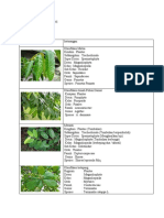 Dendrologi Daun Tunggal