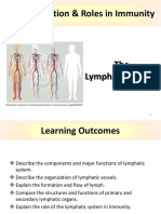 Organization & Roles of the Lymphatic System