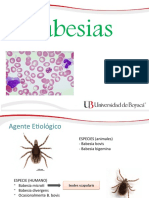 parasitologia babesias.