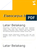 Elaeocarpus Bojeri - Kelompok 4-1