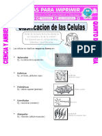 Ficha Clasificacion de Las Celulas para Quinto de Primaria