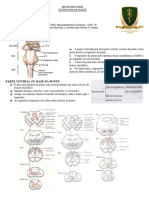 Cáp. 16 - Resumo de Neuroanatomia - Estrutura Da Ponte