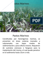 10. Pastos Marinos.pptx