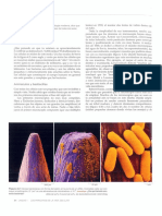Lectura Celula Teoria PDF