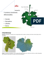 Caracteristicas de Las Distintas Variedades