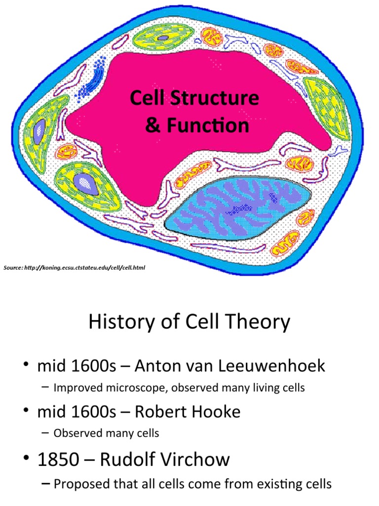 Understanding Cell Structure and Function | PDF | Endoplasmic Reticulum ...