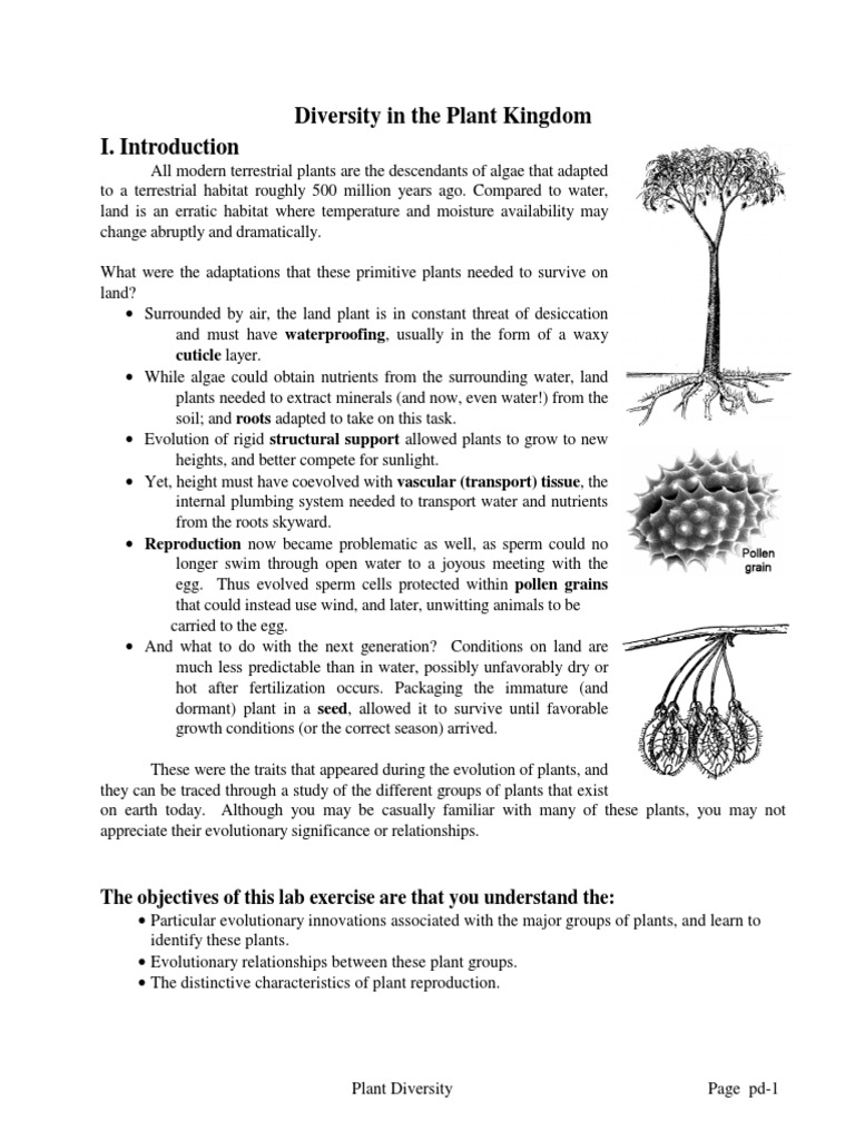 Evolution of Plant Diversity | PDF | Pinophyta | Plants