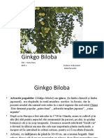 Ginko Biloba - Oana Rusu AMF 1