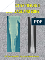Connective Tissues Ii: Cartilage and Bone
