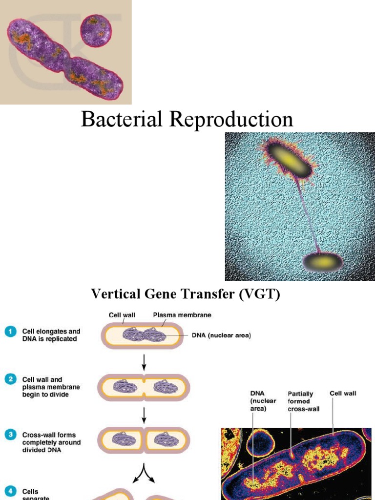 Bacterial Gene Transfer Basics | PDF | Bacteriophage | Virus