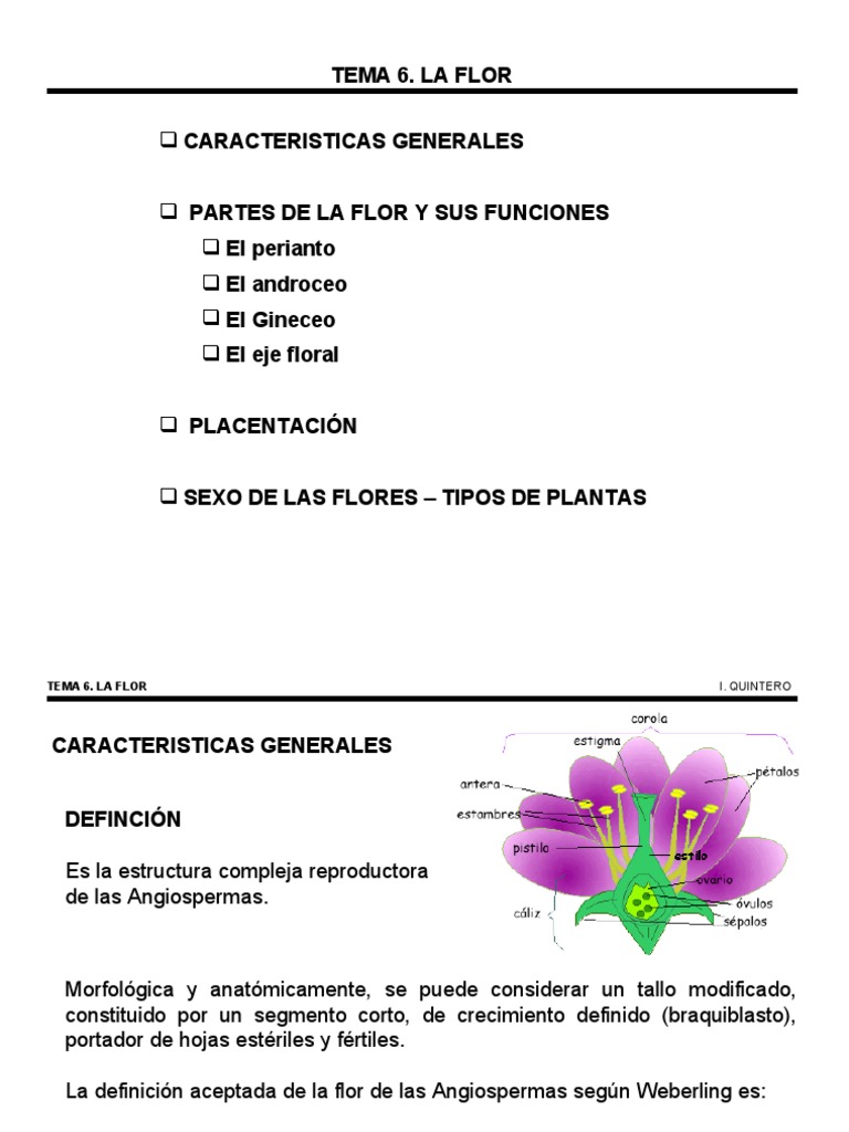 Partes y Funciones de la Flor | PDF | Flores | Interacciones biológicas