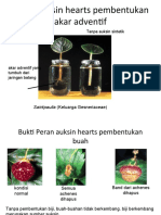 Pertemuan 3. Auksin (Indo)