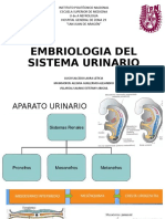 Embriologia Del Sistema Urinario