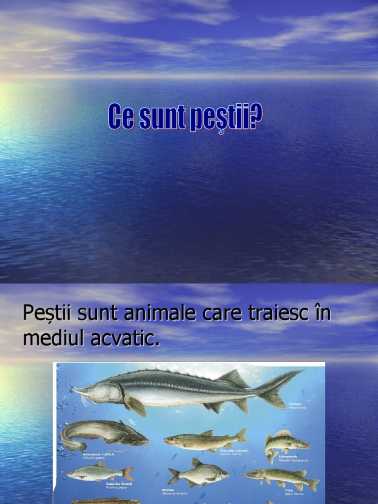 Pesti | PDF