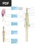 Guia Sistema Nervioso