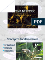Sistema nervioso: estructura, funciones y tipos de neuronas