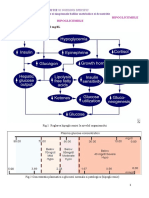 Boli Metabolice de Nutritie Hipoglicemiile
