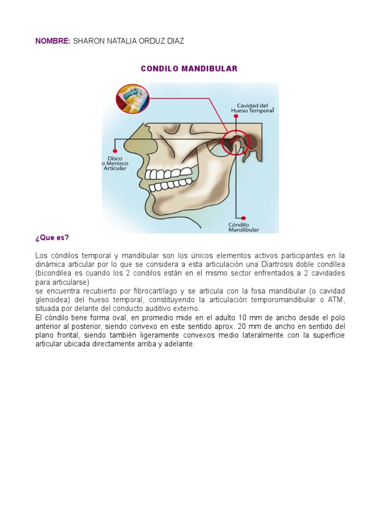 Cóndilo Mandibular: Anatomía y Función | PDF