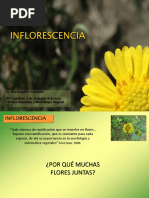 Tipos de Inflorescencias en Poaceae | PDF | Flores | Morfología Vegetal
