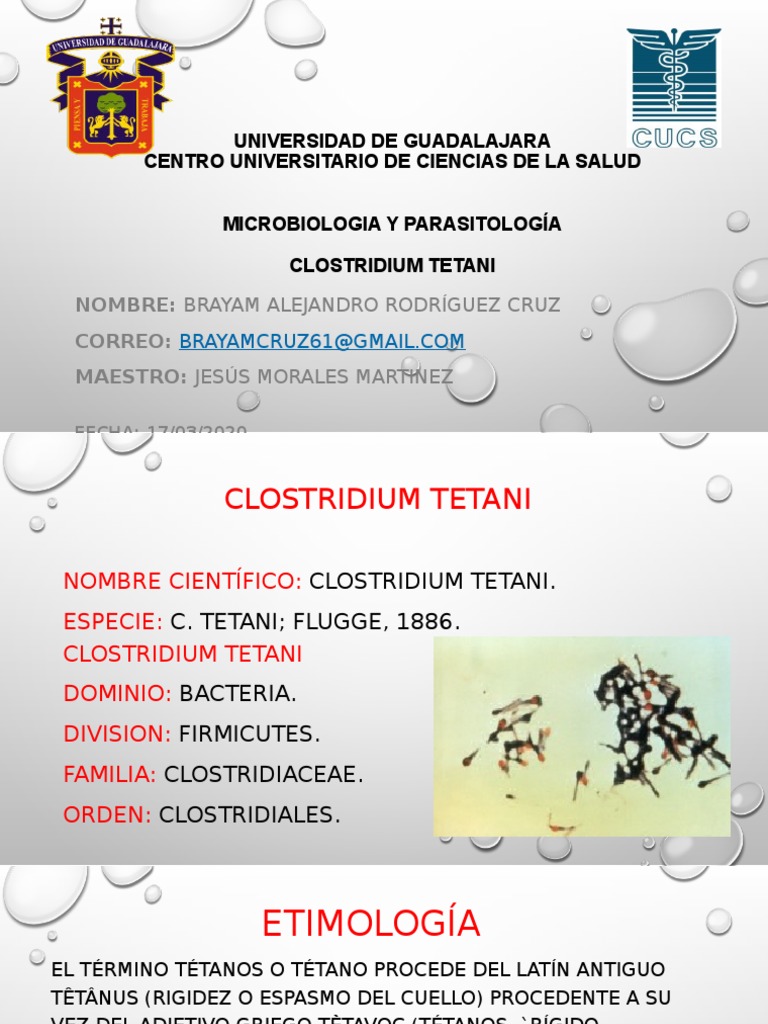 Clostridium tetani: Características y Riesgos | PDF | Las bacterias |  Patologia clinica, image size:768x1024