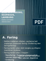 Anatomi Faring, Esofagus, Lambung