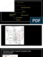 Cholinergik Adrenergik