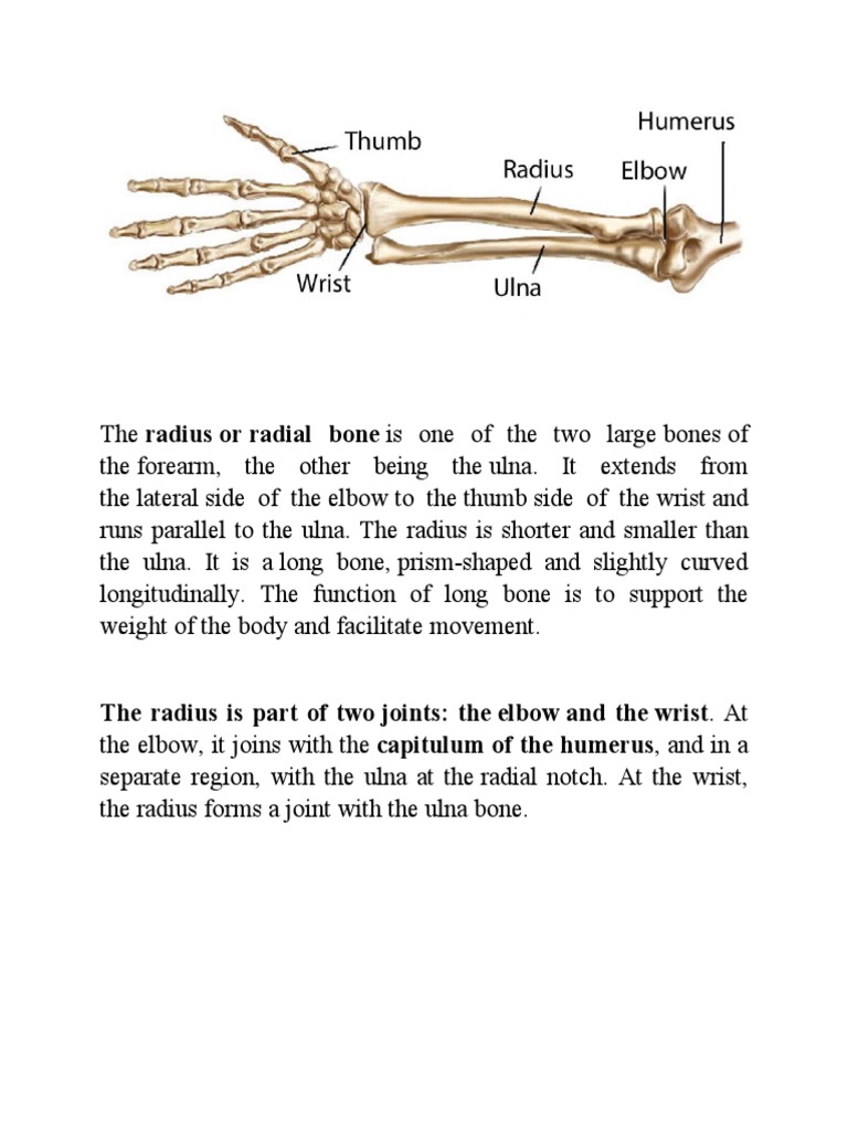 The Radius Is Part of Two Joints: The Elbow and The Wrist. at | PDF