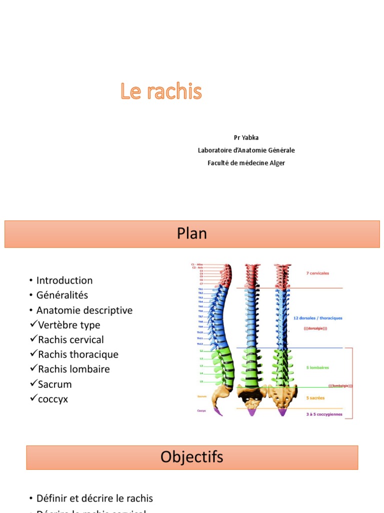 Anatomie du Rachis et Ses Segments | PDF | Vertèbre | Colonne vertébrale