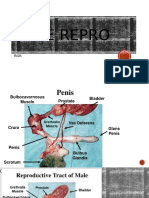 Male Repro