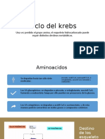 Intermediarios ciclo Krebs