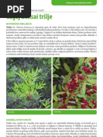 Download BONSAI Pistacia Lentiscus by AnimaBonsai SN46036229 doc pdf