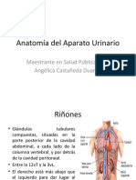 Anatomía Del Aparato Urinario: Maestrante en Salud Pública en E. Angélica Castañeda Duarte