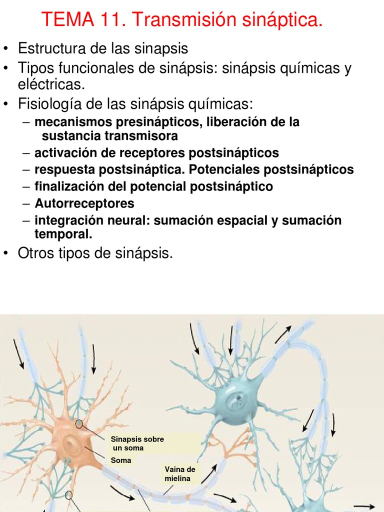 Tipos y Fisiología de Sinapsis | PDF | Sinapsis | Sinapsis química