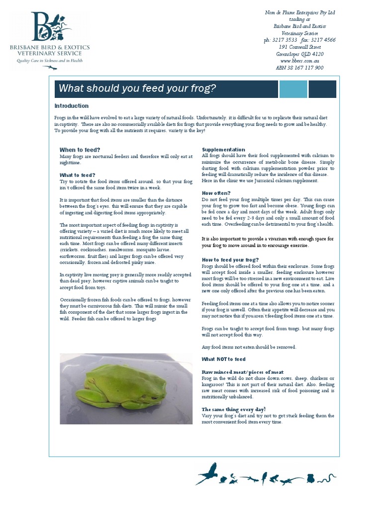 What Should I Feed My Frog | PDF | Frog | Dietary Supplements
