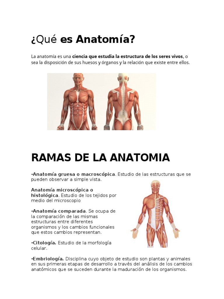 Qué Es Anatomía, Ramas, Sistemas, Aparator y Aplicaciones | PDF |  Histología | Órgano (anatomía), image size:768x1024