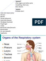  Respiratory System