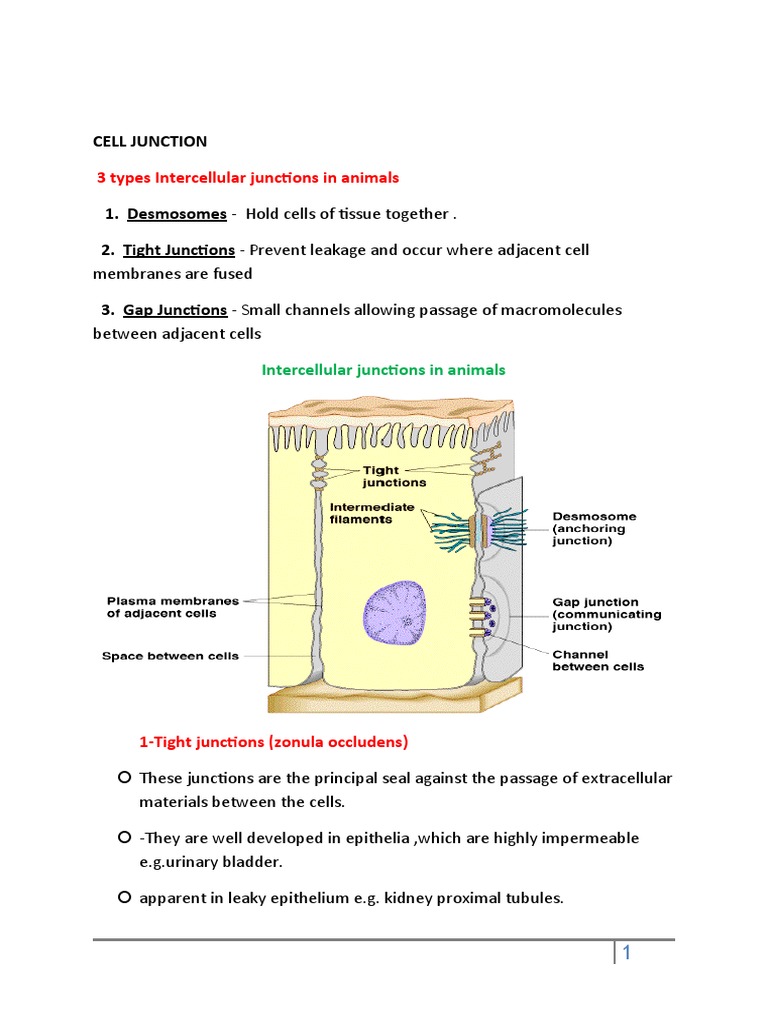 Cell Junction 3 Types Intercellular Junctions in Animals PDF
