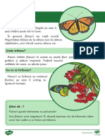 Insecte - Fise informative