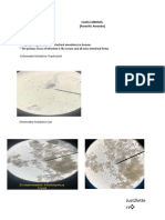 Class Lobosea (Parasitic Amoeba) : A.) Pathogenic